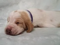 Maryann, a female Basset Hound for sale in Rocky, OK – 4 of 4