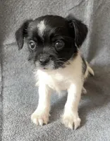 Andy, a male Chihuahua and Shih Tzu for sale in Moraine, OH – Photo 2 of 3