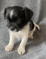 Andy, a male Chihuahua and Shih Tzu for sale in Moraine, OH – Photo 3 of 3