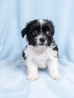 Ozzie, a male Chihuahua and Shih Tzu for sale in Moraine, OH – 3 of 4