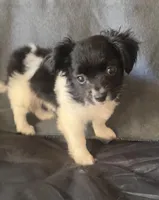 Ollie, a male Chihuahua and Shih Tzu for sale in Moraine, OH – Photo 1 of 4