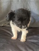 Ollie, a male Chihuahua and Shih Tzu for sale in Moraine, OH – Photo 3 of 4