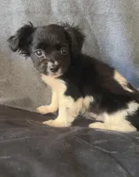 Ollie, a male Chihuahua and Shih Tzu for sale in Moraine, OH – Photo 2 of 4