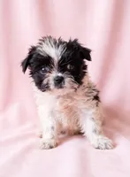 Dolly, a female Chihuahua and Shih Tzu for sale in Moraine, OH – 2 of 4