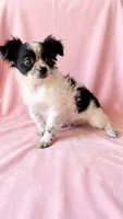 Sadie, a female Chihuahua and Shih Tzu for sale in Moraine, OH – 2 of 4
