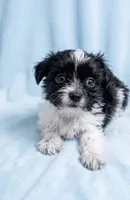 Ozzie, a male Chihuahua and Shih Tzu for sale in Moraine, OH – 2 of 4