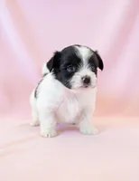 Sadie, a female Chihuahua and Shih Tzu for sale in Moraine, OH – Photo 1 of 2