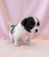 Sadie, a female Chihuahua and Shih Tzu for sale in Moraine, OH – Photo 2 of 2