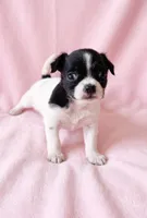 Piper, a female Chihuahua and Shih Tzu for sale in Moraine, OH – 4 of 4