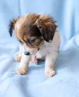 Cooper, a male Chihuahua and Shih Tzu for sale in Moraine, OH – 2 of 2