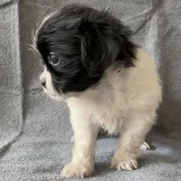 Tina, a female Chihuahua and Shih Tzu for sale in Moraine, OH – Photo 3 of 3