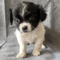 Tina, a female Chihuahua and Shih Tzu for sale in Moraine, OH – Photo 1 of 3