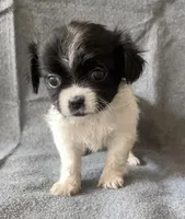 Tina, a female Chihuahua and Shih Tzu for sale in Moraine, OH – Photo 1 of 3