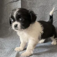 Tina, a female Chihuahua and Shih Tzu for sale in Moraine, OH – Photo 2 of 3