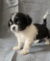 Tina, a female Chihuahua and Shih Tzu for sale in Moraine, OH – Photo 2 of 3