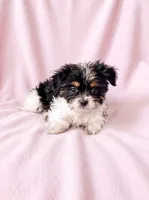 Sugar, a female Chihuahua and Shih Tzu for sale in Moraine, OH – 3 of 4