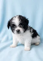 Bear, a male Chihuahua and Shih Tzu for sale in Moraine, OH – 3 of 3
