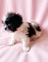 Dolly, a female Chihuahua and Shih Tzu for sale in Moraine, OH – 4 of 4