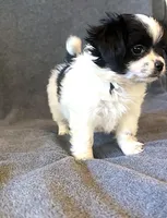 Luna, a female Chihuahua and Shih Tzu for sale in Moraine, OH – Photo 5 of 5