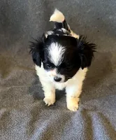 Luna, a female Chihuahua and Shih Tzu for sale in Moraine, OH – Photo 4 of 5