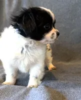 Luna, a female Chihuahua and Shih Tzu for sale in Moraine, OH – Photo 3 of 5