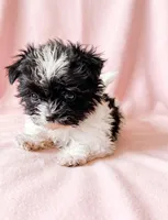 Ruby, a female Chihuahua and Shih Tzu for sale in Moraine, OH – 3 of 4