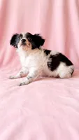Sadie, a female Chihuahua and Shih Tzu for sale in Moraine, OH – 3 of 4