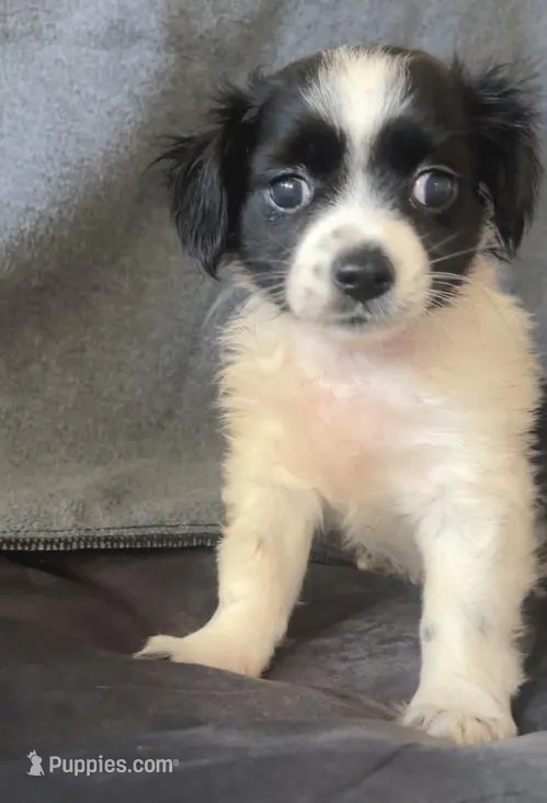 Gus, a male Chihuahua and Shih Tzu for sale in Moraine, OH – Photo 1 of 3