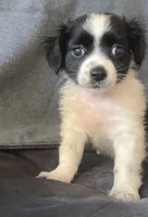 Gus, a male Chihuahua and Shih Tzu for sale in Moraine, OH – Photo 1 of 3