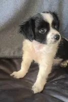 Gus, a male Chihuahua and Shih Tzu for sale in Moraine, OH – Photo 3 of 3