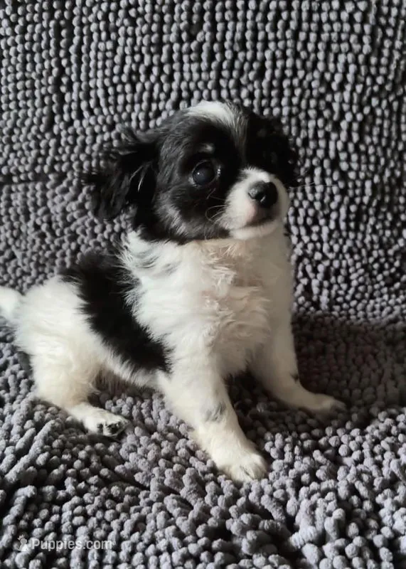 Archie, a male Chihuahua and Shih Tzu for sale in Moraine, OH – Photo 1 of 3