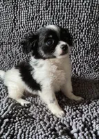 Archie, a male Chihuahua and Shih Tzu for sale in Moraine, OH – Photo 1 of 3