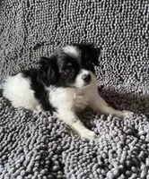 Archie, a male Chihuahua and Shih Tzu for sale in Moraine, OH – Photo 2 of 3