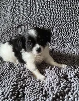 Archie, a male Chihuahua and Shih Tzu for sale in Moraine, OH – Photo 3 of 3