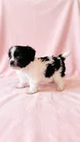 Princess, a female Chihuahua and Shih Tzu for sale in Moraine, OH – 3 of 3