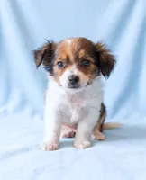 Cooper, a male Chihuahua and Shih Tzu for sale in Moraine, OH – 1 of 2