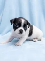 Benny, a male Chihuahua and Shih Tzu for sale in Moraine, OH – Photo 3 of 4