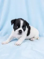 Benny, a male Chihuahua and Shih Tzu for sale in Moraine, OH – Photo 2 of 4