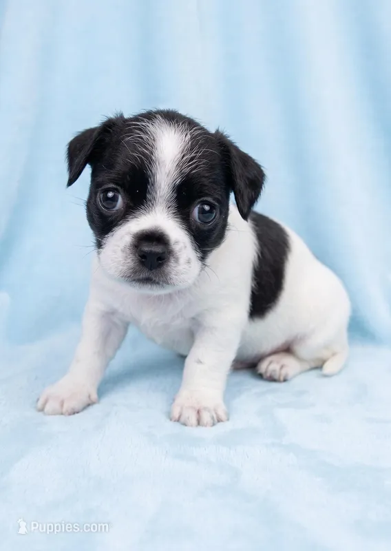Benny – Chihuahua, Shih Tzu puppy for sale in Moraine, OH