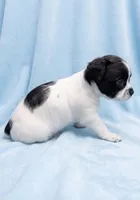 Benny, a male Chihuahua and Shih Tzu for sale in Moraine, OH – Photo 4 of 4