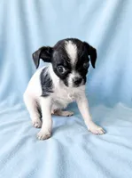 Brutus, a male Chihuahua and Shih Tzu for sale in Moraine, OH – 4 of 4