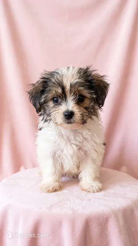 Scarlett – Chihuahua, Shih Tzu puppy for sale in Moraine, OH
