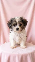 Scarlett, a female Chihuahua and Shih Tzu for sale in Moraine, OH – 1 of 3