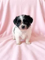 Princess, a female Chihuahua and Shih Tzu for sale in Moraine, OH – 2 of 3