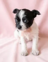 Daisy, a female Chihuahua and Shih Tzu for sale in Moraine, OH – Photo 2 of 3