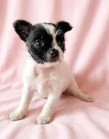 Daisy, a female Chihuahua and Shih Tzu for sale in Moraine, OH – Photo 3 of 3