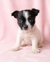 Daisy, a female Chihuahua and Shih Tzu for sale in Moraine, OH – Photo 1 of 3