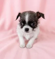 Penny, a female Chihuahua and Shih Tzu for sale in Moraine, OH – Photo 2 of 2