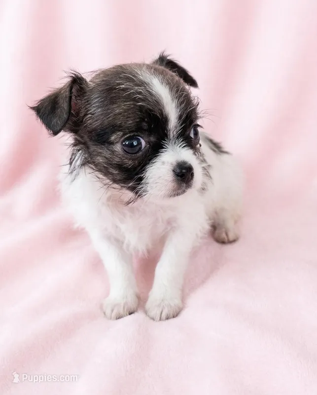 Penny – Chihuahua, Shih Tzu puppy for sale in Moraine, OH