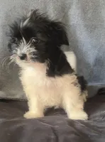 Belle, a female Chihuahua and Shih Tzu for sale in Moraine, OH – Photo 3 of 4